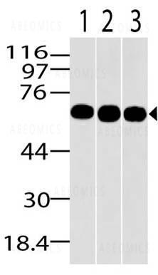 Anti-MBD1 (Clone: ABM15H2) FITC Conjugated