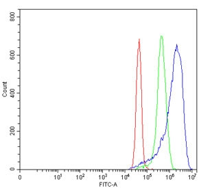 Anti-MYH3 / Myosin 3 / Myosin Heavy Chain 3