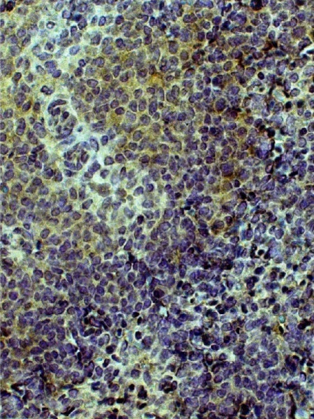 Anti-CD3, clone CT-3