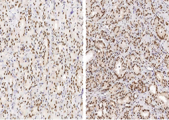 Anti-USP7/HAUSP Monoclonal Antibody