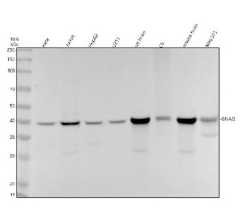 Anti-GNAQ / Guanine nucleotide binding protein Gq subunit alpha, clone 30G74