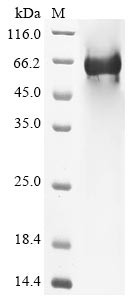Complement component C8 beta chain (C8B), human, recombinant
