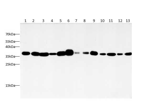 Anti-Recombinant GAPDH, clone 20B8