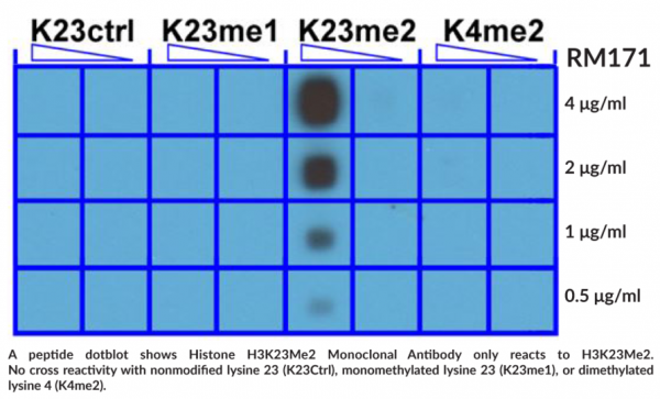 Anti-Histone H3K23Me2 Monoclonal Antibody (RM171)