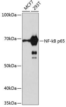 Anti-NF-kB p65/RelA [KO Validated]