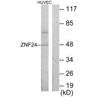 Anti-ZNF24