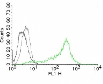Anti-Nucleolin, clone 364-5