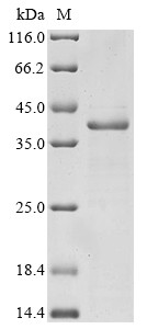 Integrin beta-7 (ITGB7), partial, human, recombinant