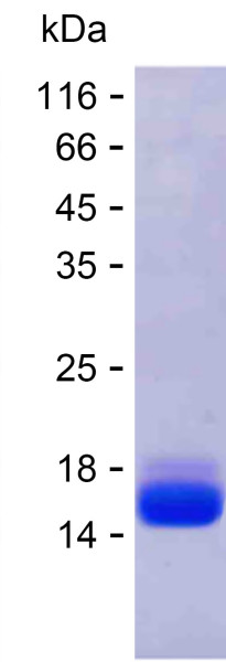 PITX3 (human), recombinant protein