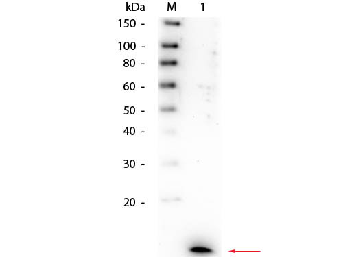 Anti-Interleukin-8 (IL-8)