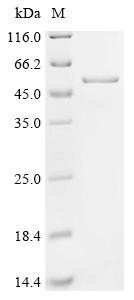 Cysteine protease-like VirA (virA), Shigella flexneri, recombinant