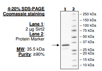 Sirtuin 2, active human recombinant protein