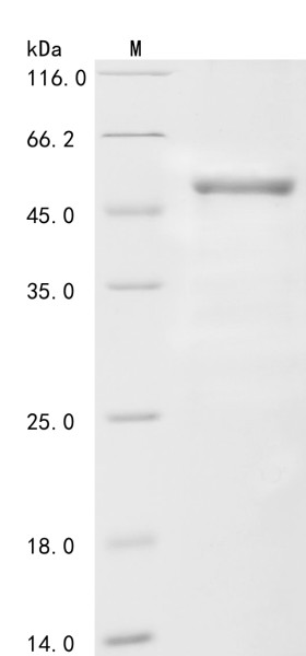 Coagulation factor VIII (F8), human, recombinant