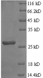 Fibroblast growth factor 23 (Fgf23), rat, recombinant