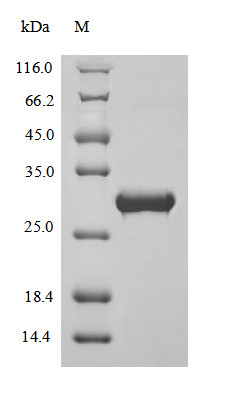 Apolipoprotein A-I (APOA1), partial, bovine, recombinant