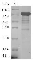 Steroid hormone receptor ERR1 (ESRRA), human, recombinant