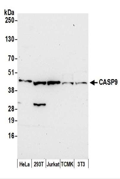 Anti-CASP9/Caspase 9
