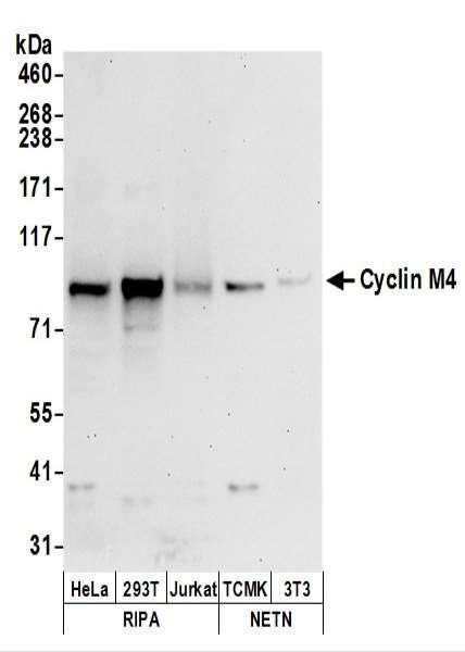 Anti-Cyclin M4