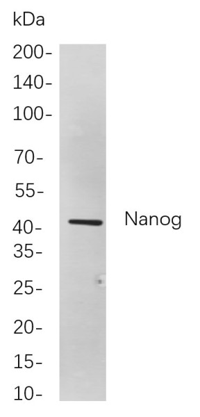 Anti-Recombinant Nanog, clone 9F3