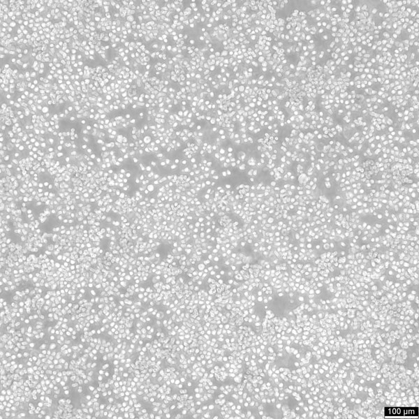 H9 Cells (derivative of HuT 78)