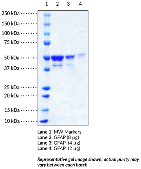 GFAP (human, recombinant)