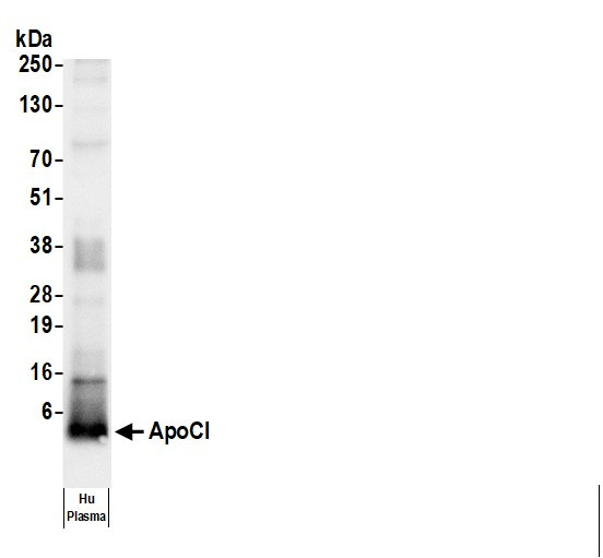 Anti-Human Apo CI [A09]