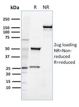Anti-CD36 (Platelet &amp; Microvessel Marker), clone 185-1G2