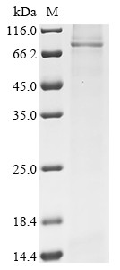 ATP-binding cassette sub-family D member 3 (ABCD3), human, recombinant