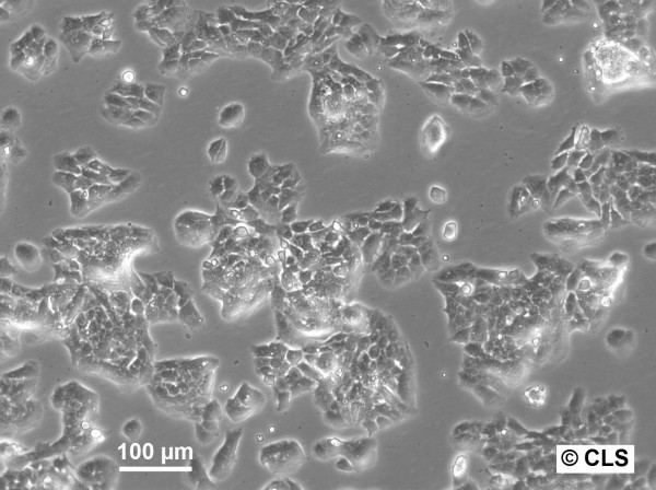 FRTL Cells