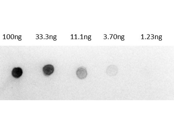 Anti-Rat IgG (H&amp;L) [Rabbit] (Min X Human serum proteins) Alkaline Phosphatase conjugated