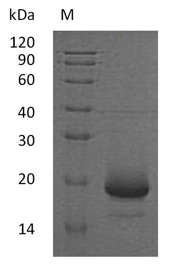 Interleukin-4 (IL4) (Active), human, recombinant
