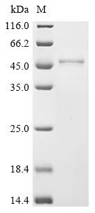Decapping and exoribonuclease protein (dxo), Xenopus laevis, recombinant