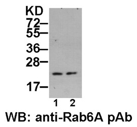 Anti-Rab6A