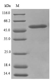 Trifunctional enzyme subunit alpha, mitochondrial (Hadha),partial, mouse, recombinant