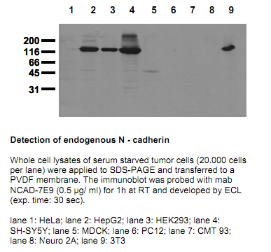 Anti-N-Cadherin, clone 7E9