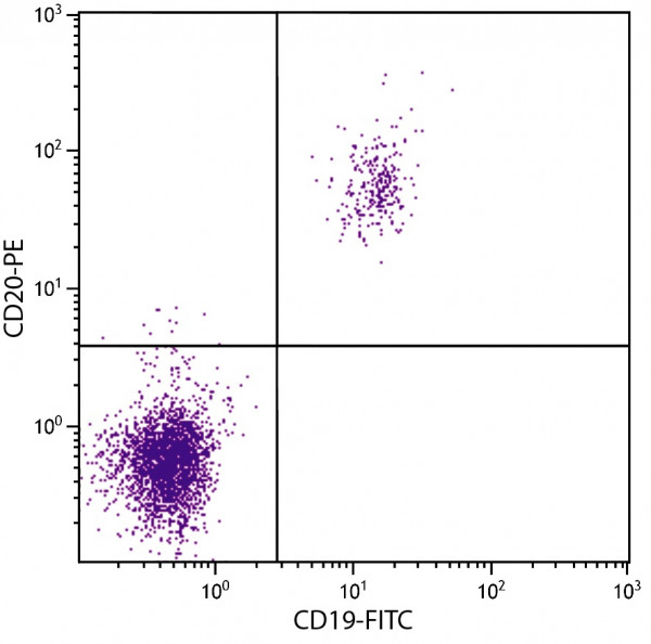 Anti-CD20 (PE), clone B-Ly1