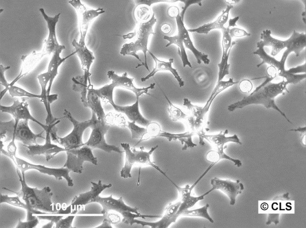 MSTO-211H Cells