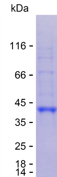 Recombinant Human C5orf46 Protein