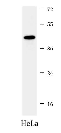 Anti-USF1, clone 1264CT170.274.14