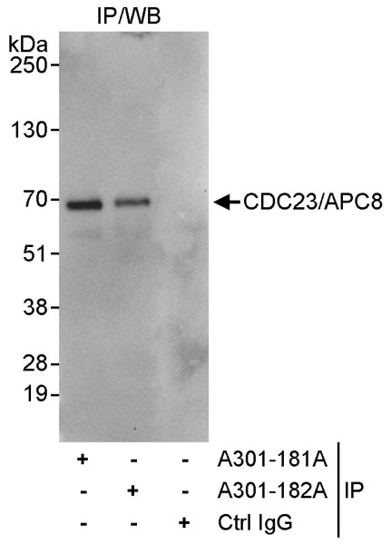 Anti-CDC23/APC8