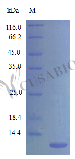 C-C motif chemokine 20 protein (Ccl20) (Active), mouse, recombinant