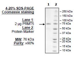 PRMT5, FLAG-Avi-Tag, Biotin-Labeled