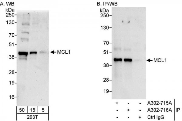 Anti-MCL1