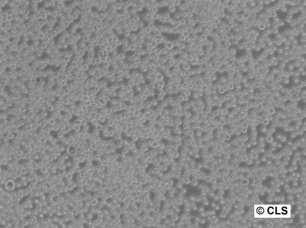 CTLL-2 Cells