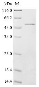 N-myc-interactor (Nmi), mouse, recombinant