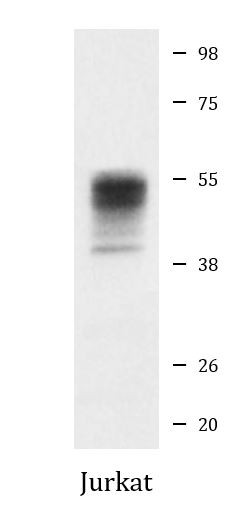 Anti-phospho-alpha Tubulin (Tyr272)