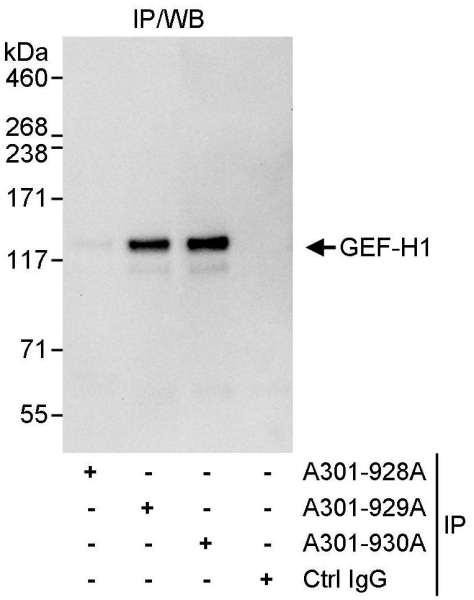 Anti-GEF-H1