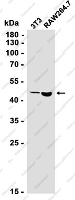 Anti-Recombinant FH, clone C112792