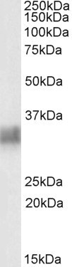 Anti-Tetherin / CD317, Internal