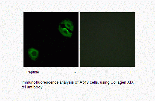 Anti-Collagen XIX alpha1
